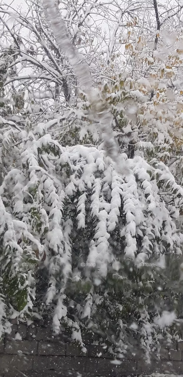 snow