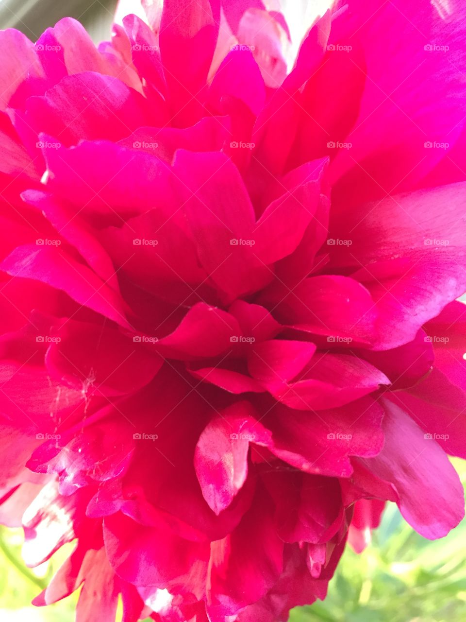 In my garden 