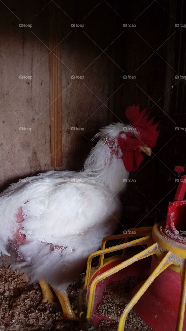 Rooster, Chicken Coop, Rural