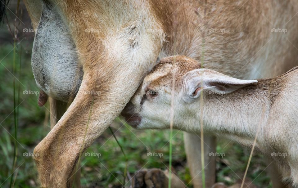 mother goat feeding his kid