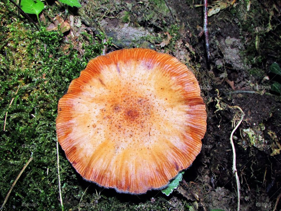 High angle view of mushroom in forest