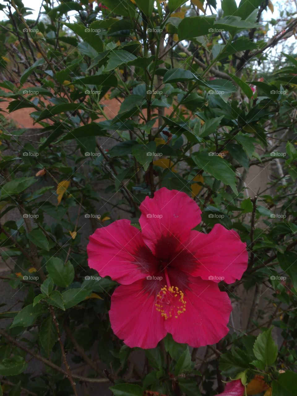 hibisco