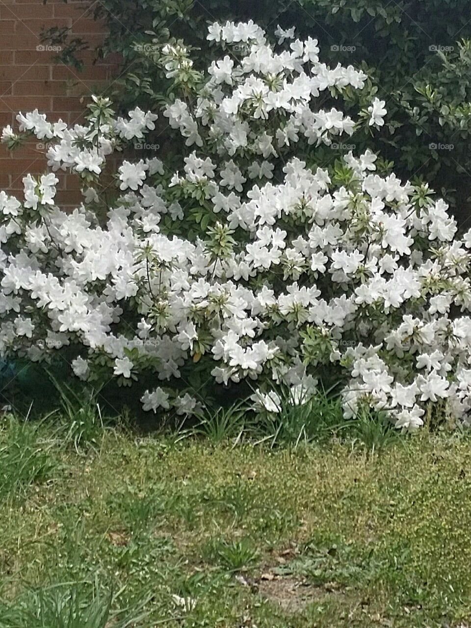 White Flower Azalea Shrub