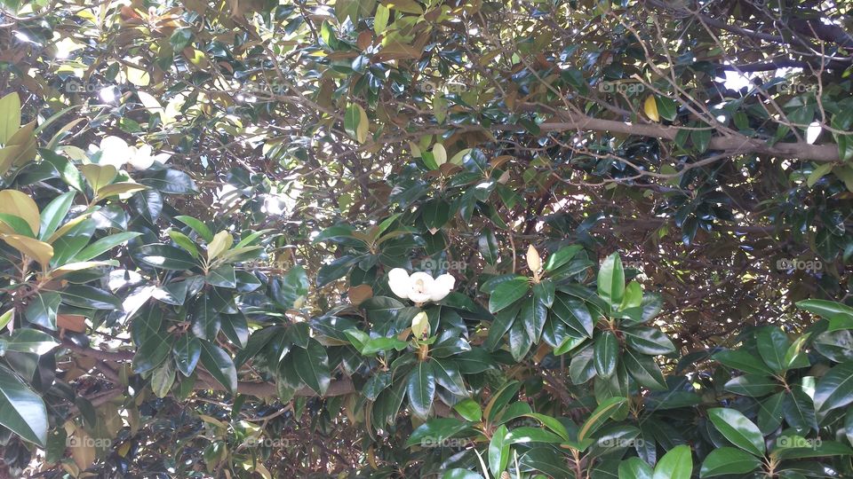 No Person, Tree, Nature, Leaf, Outdoors