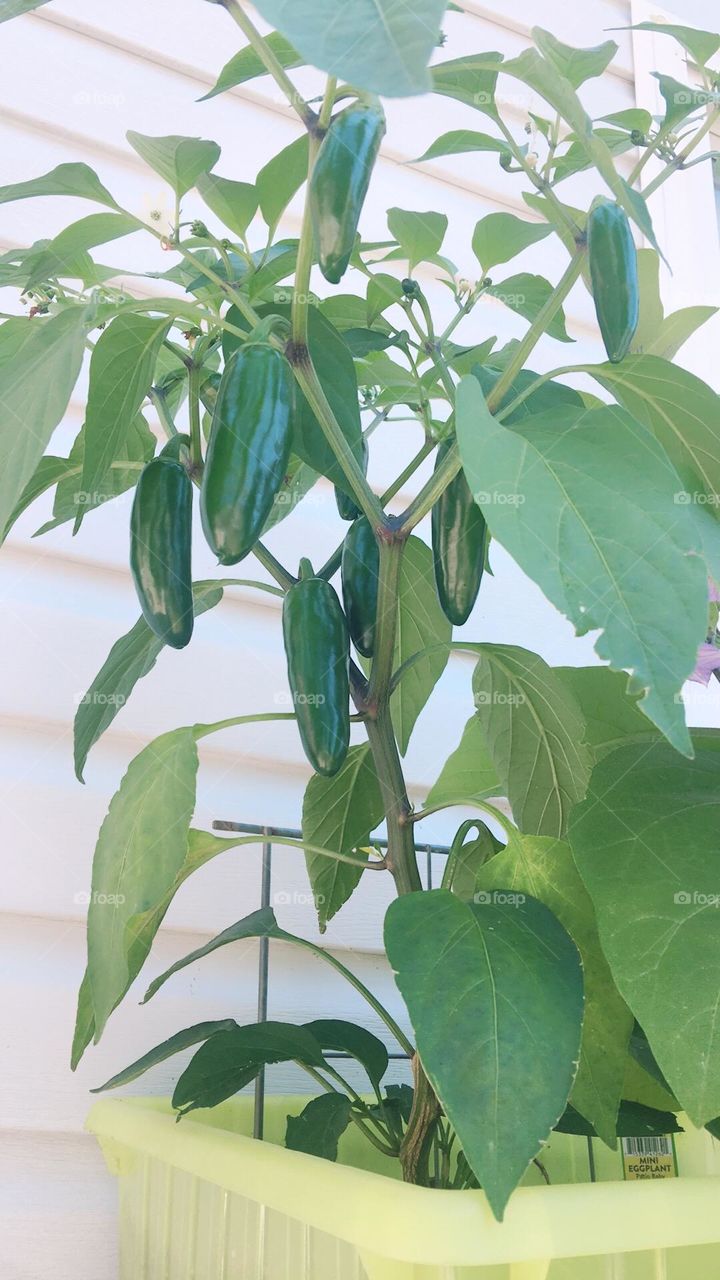 These are jalapeños that I planted and from scratch in my windowsill garden, very spicy