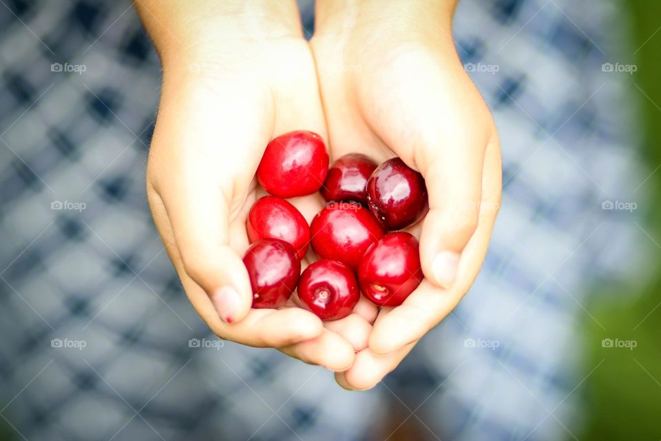 Ripe cherries in child's hands