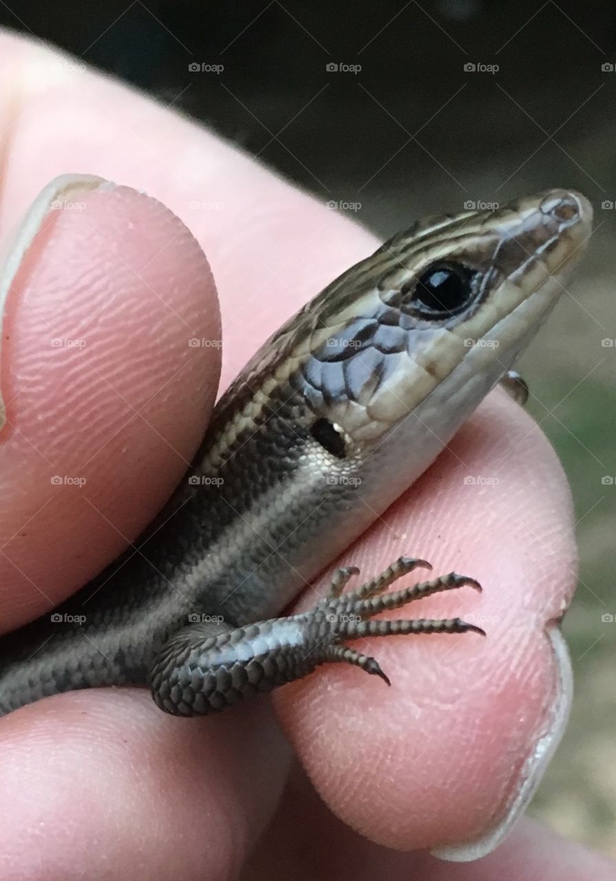 Five-lined skink