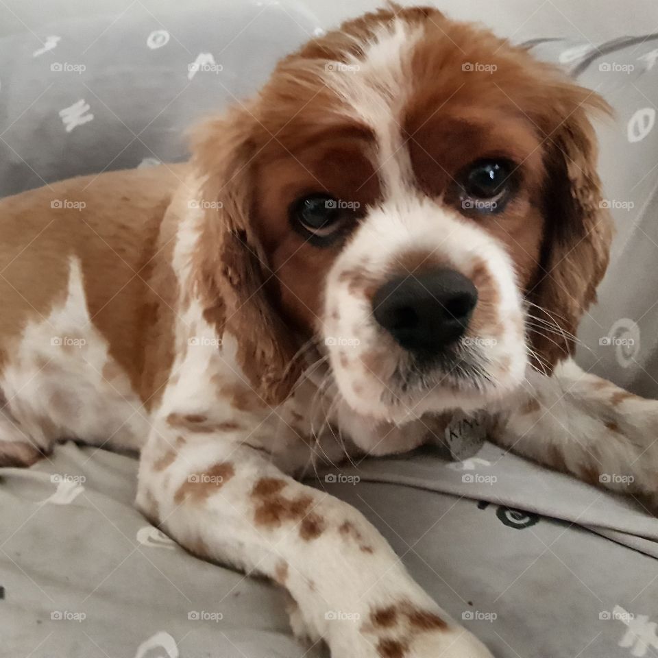 Cute King Charles Cavalier dog