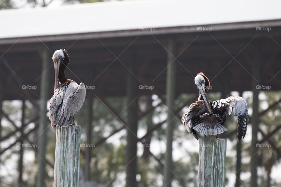 Bird, Wildlife, No Person, Nature, Beak