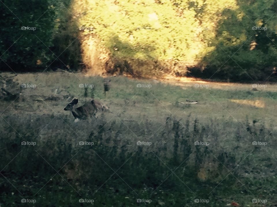 Run Bambi. A baby deer running through an open field