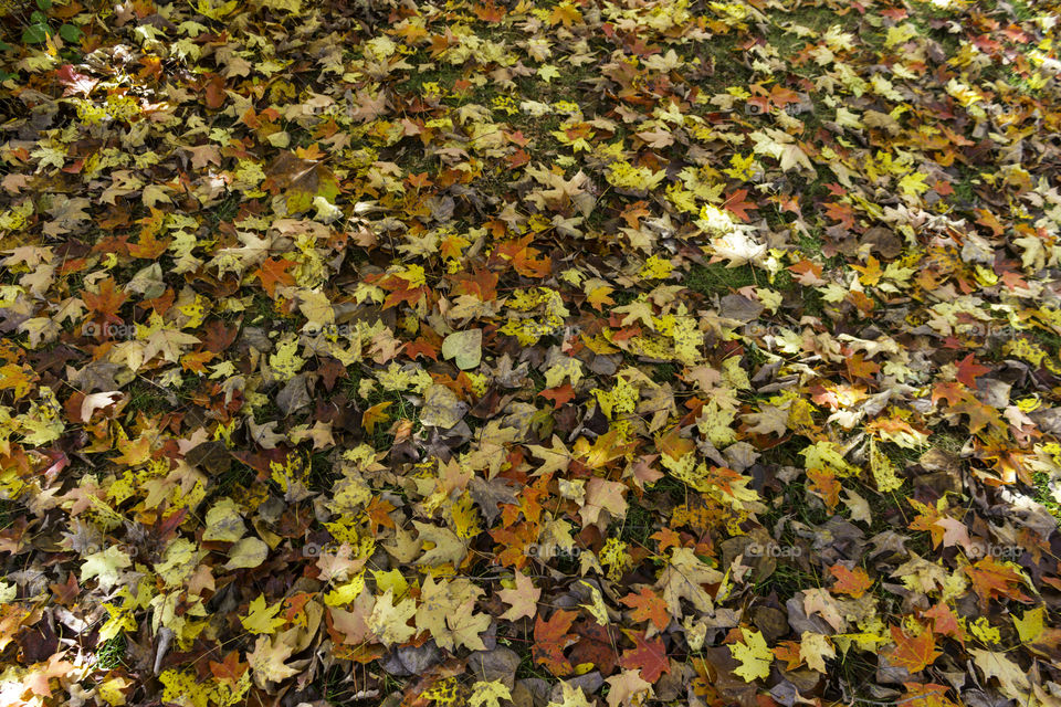 Fall leaves on ground