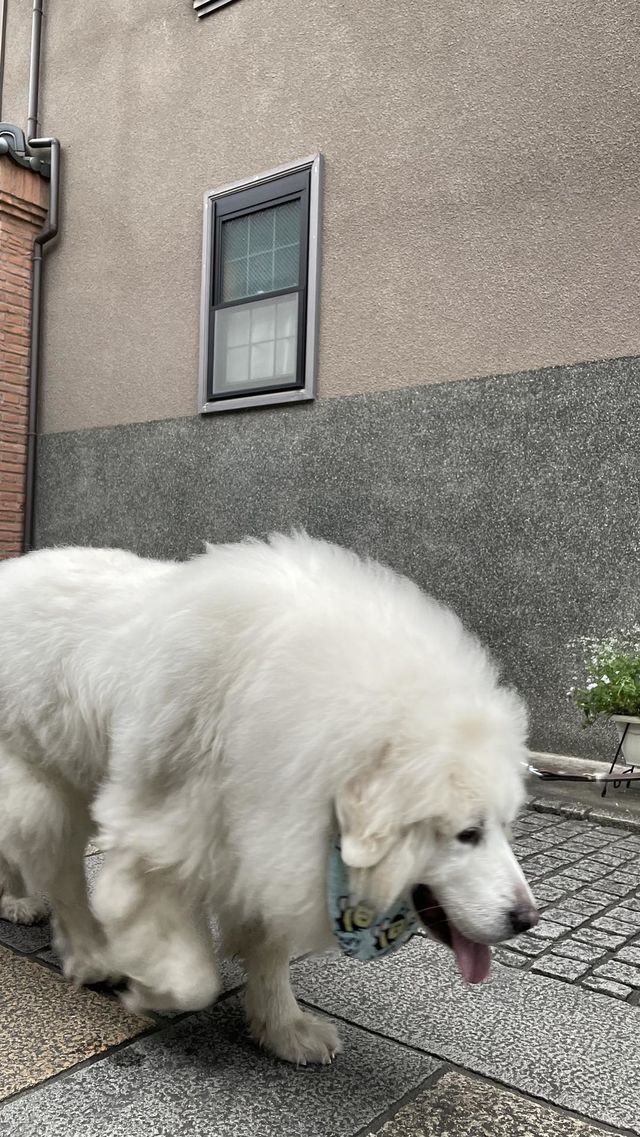 Dog
