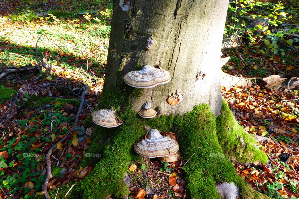 First signs of autumn beautiful mushrooms on a tree in the forest 