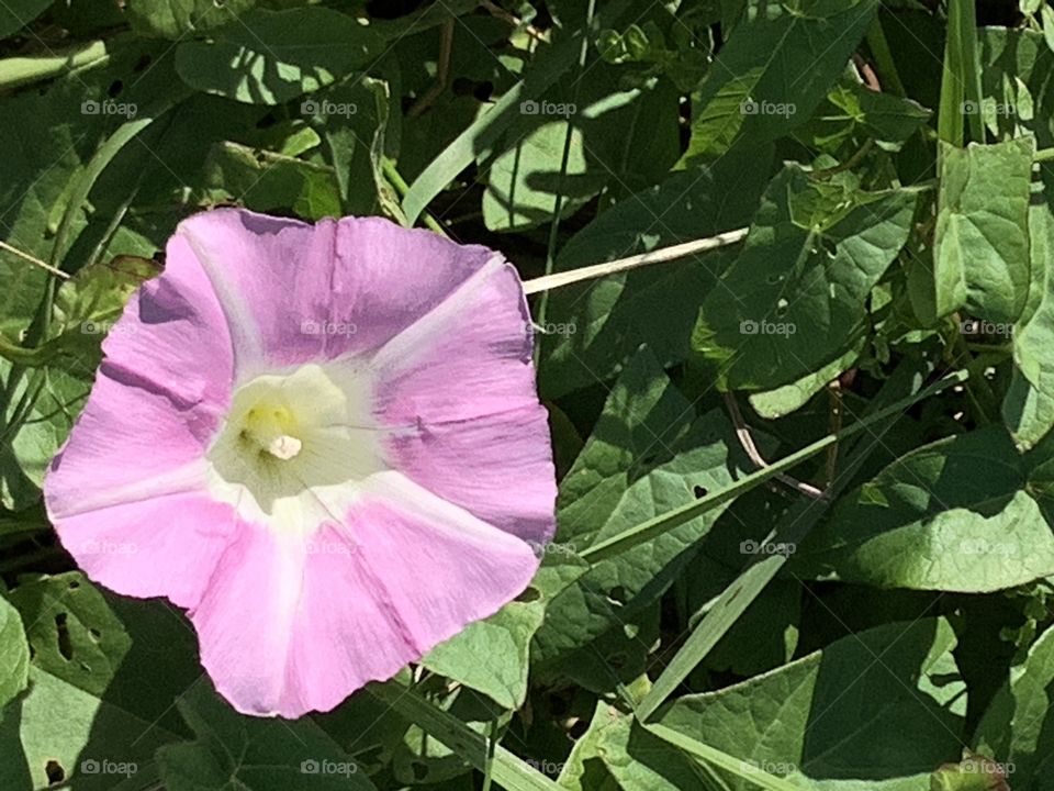Fleurs ~ Flowers 🌸