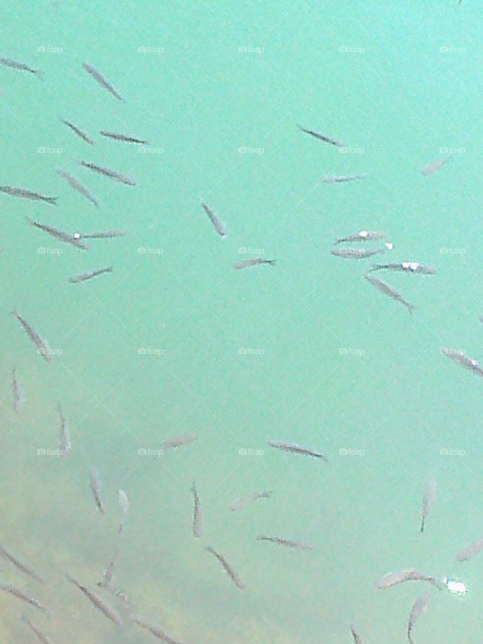 fish in the sea