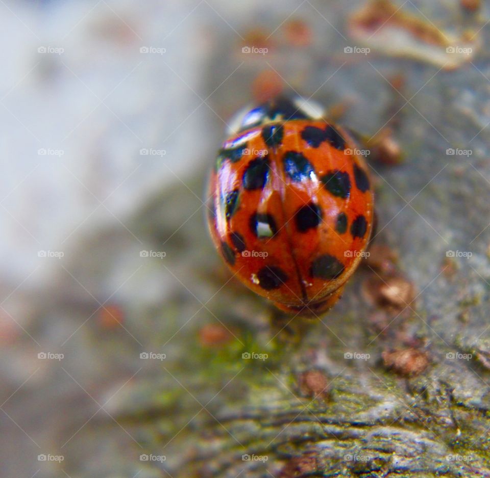 Ladybird beetle