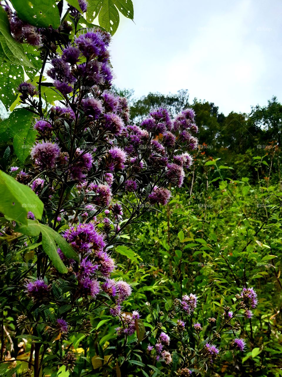 Foco nas cores vivas desta planta que se exibe com suas flores! como não registrar?