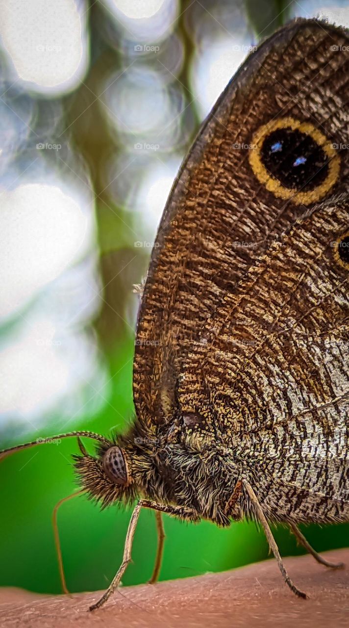 brown butterfly that perched above my hand
