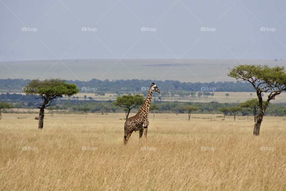 Giraffe 