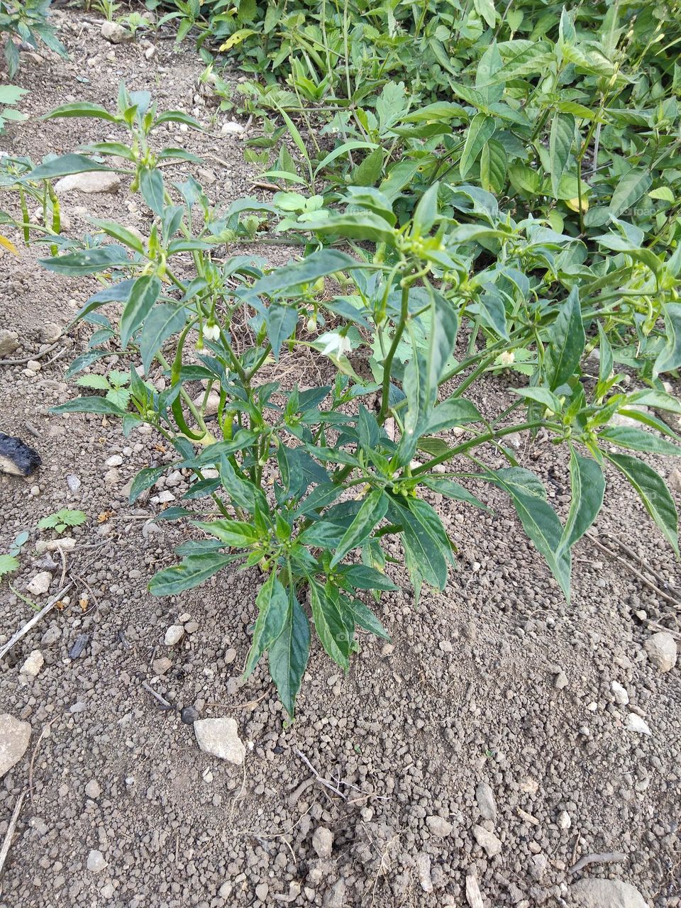 chili tree