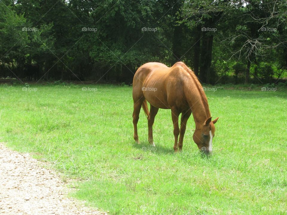 Horse grazing in green pasture 