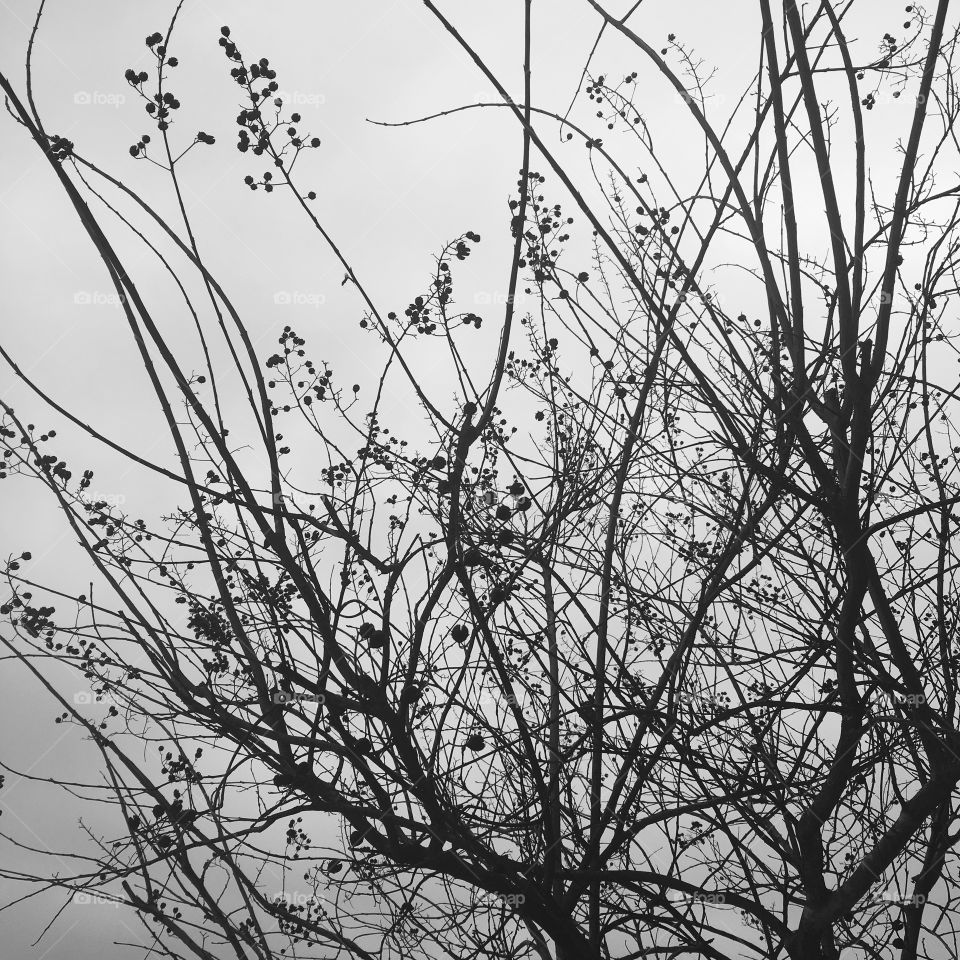 Branches 