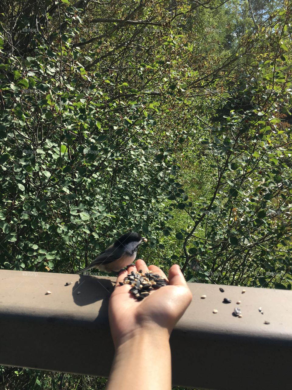 Tree, One, Bird, Outdoors, People