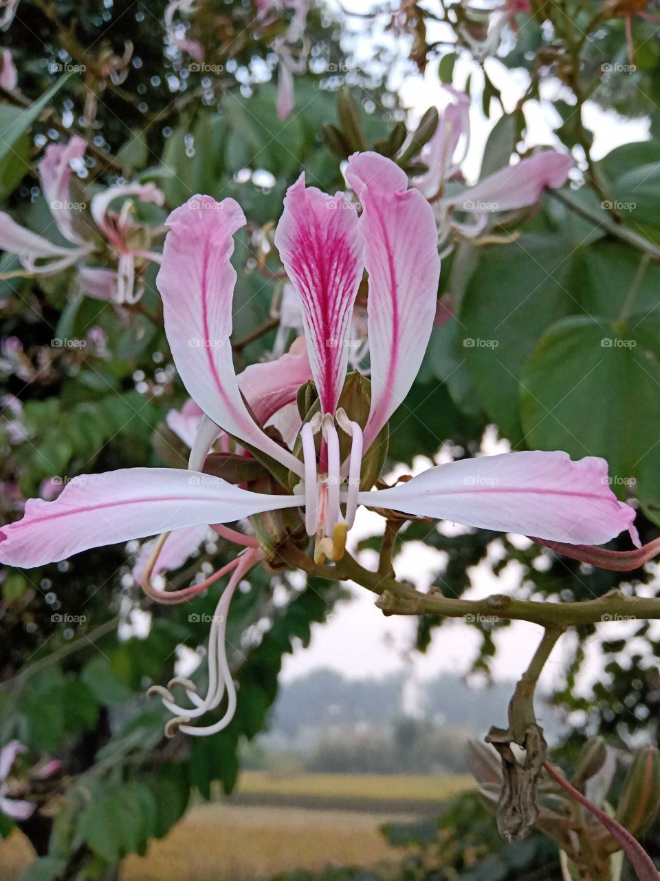 Beautiful bauhinia variegata flower image india