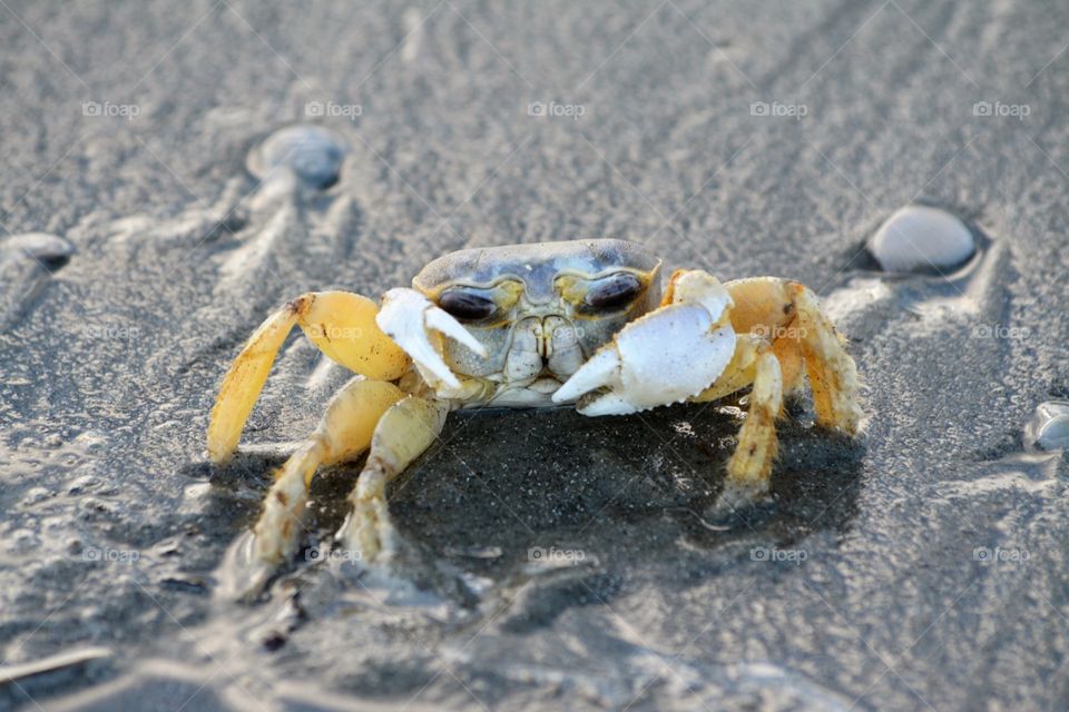 Crab with Mean looking Face, on South Carolina  Beach