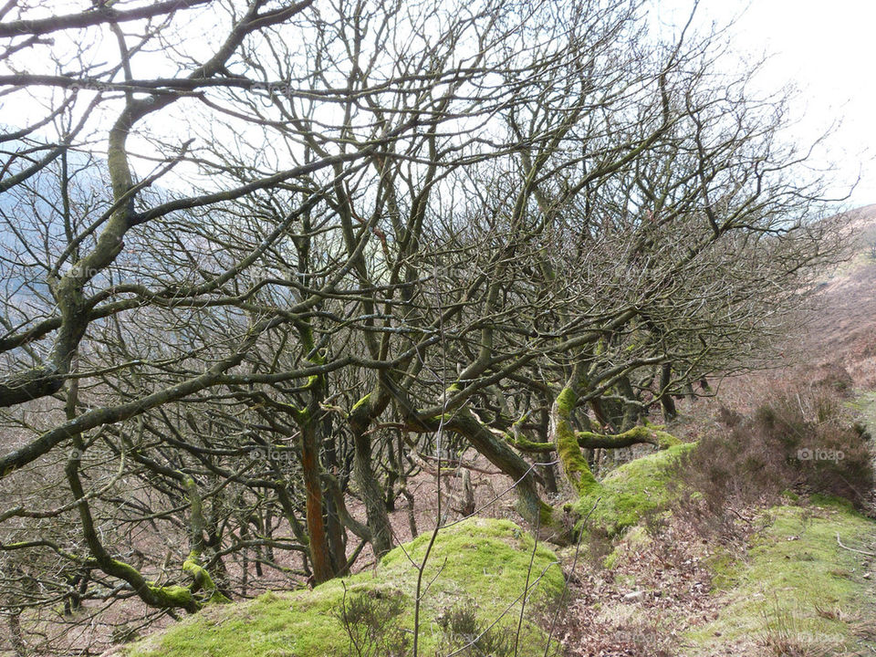 green nature wood trees by samspeed87