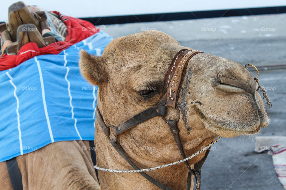 camel relaxes