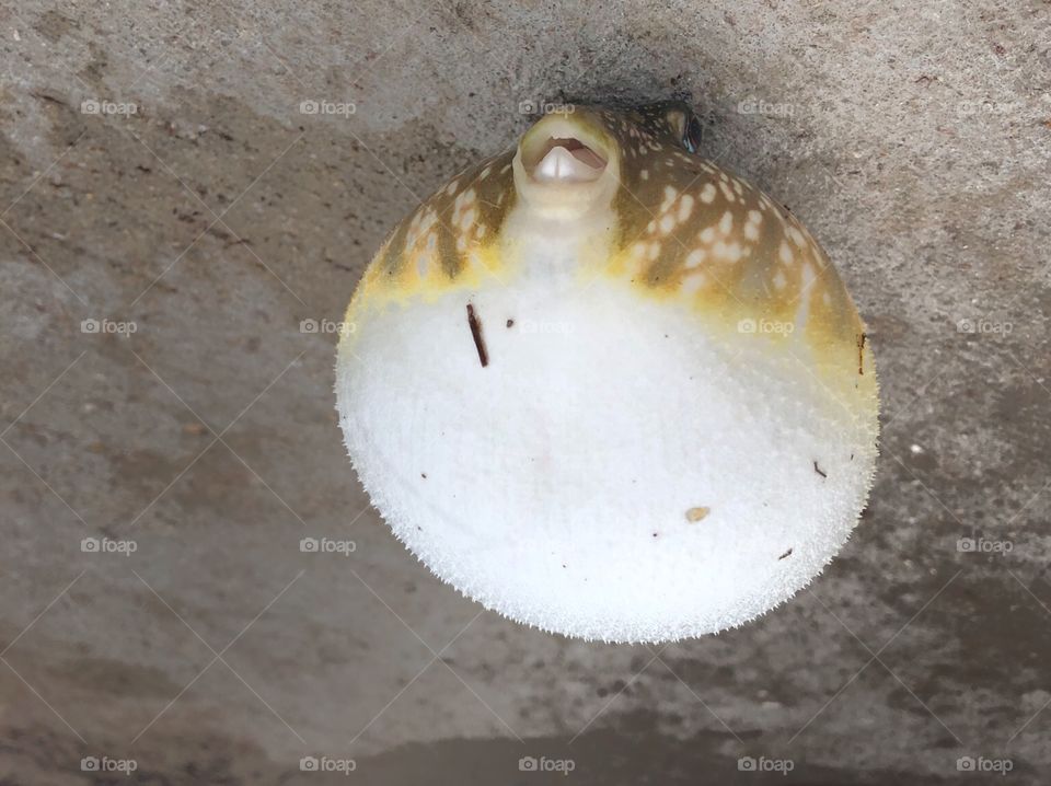 Fishing blow fish fugu upside down Florida salt ocean 