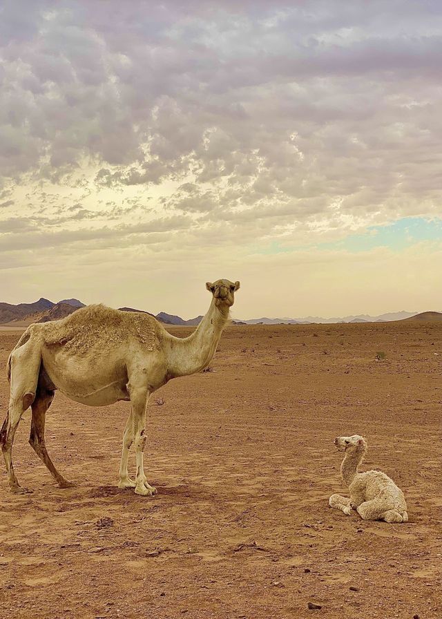 Motherhood love
