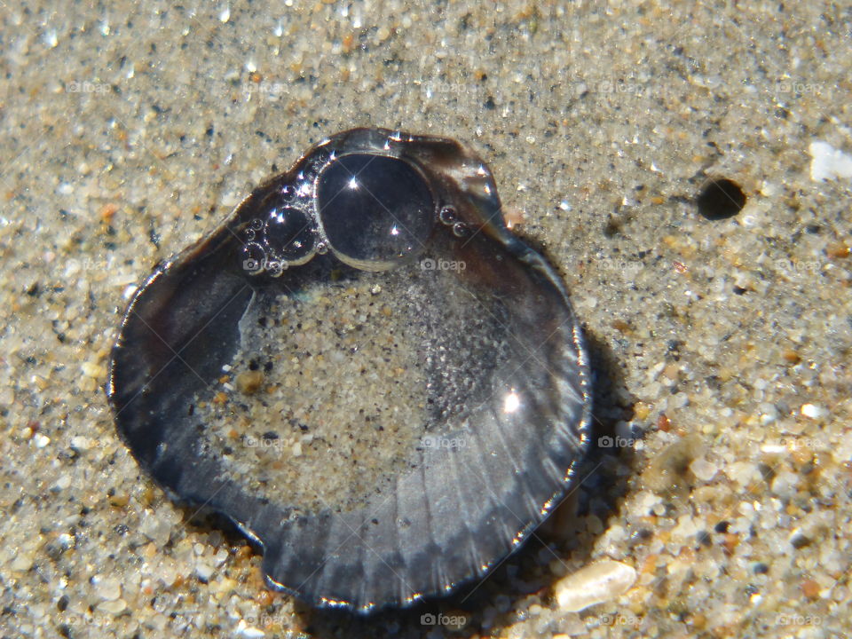 Surf bubbles caught in shell 