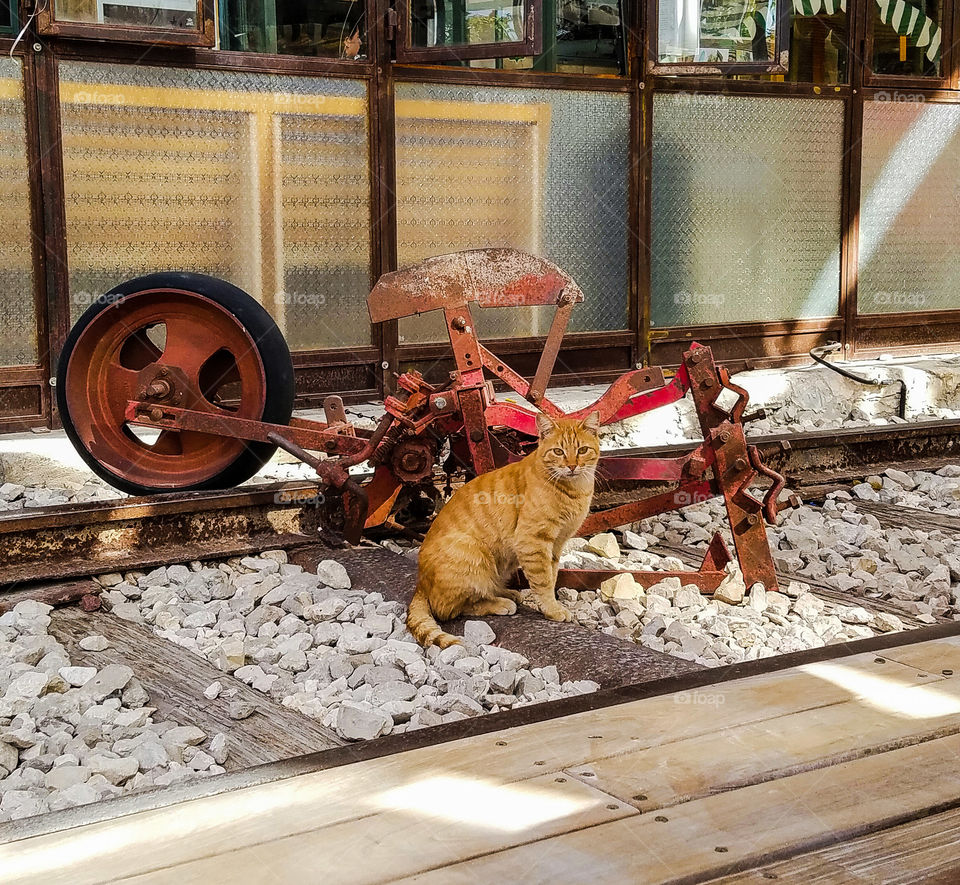 Orange cat sits on old railroad tracks in front of antique machine