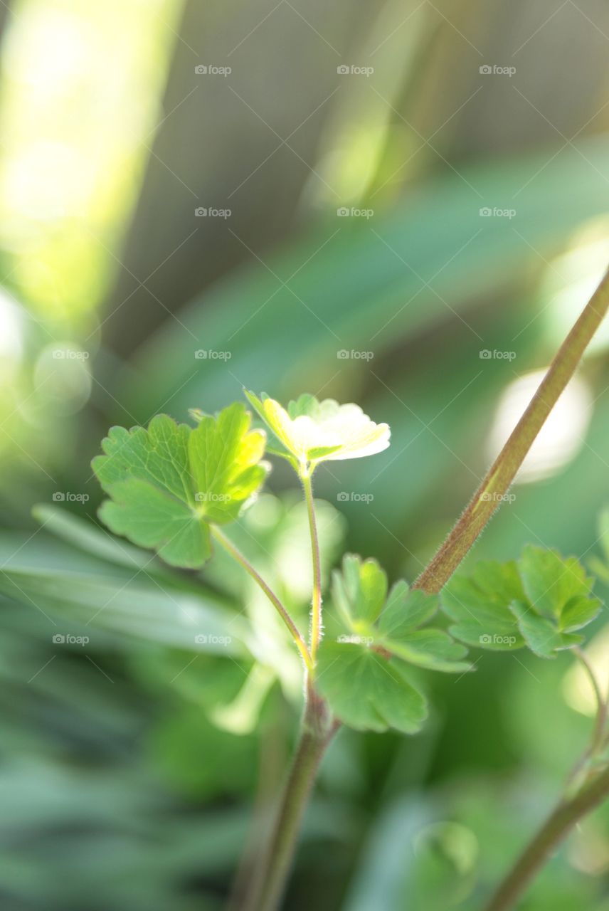 Fresh green leaves 