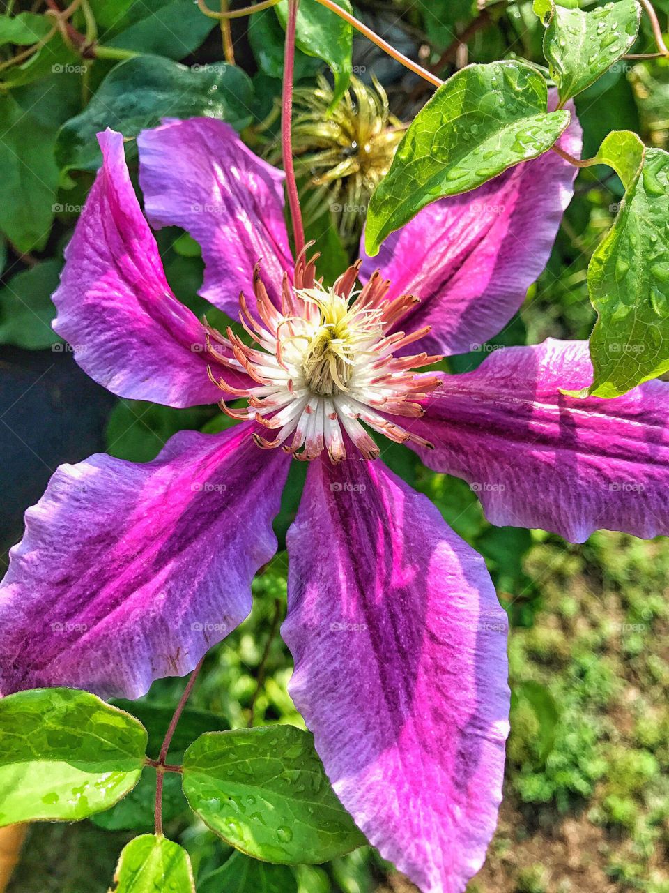 Clematis 