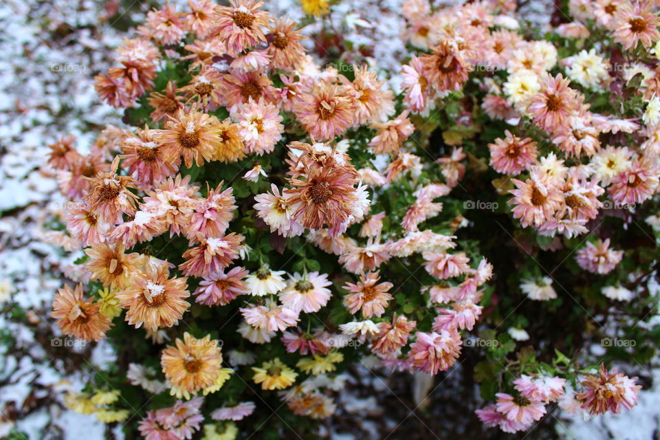 Flowers in winter with snow