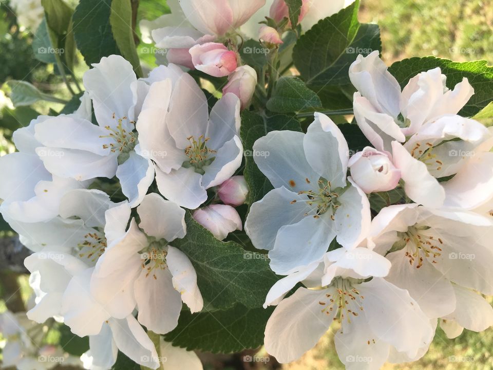 Apple blossom