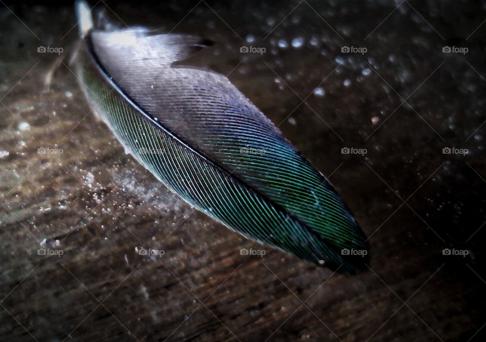 bird feathers