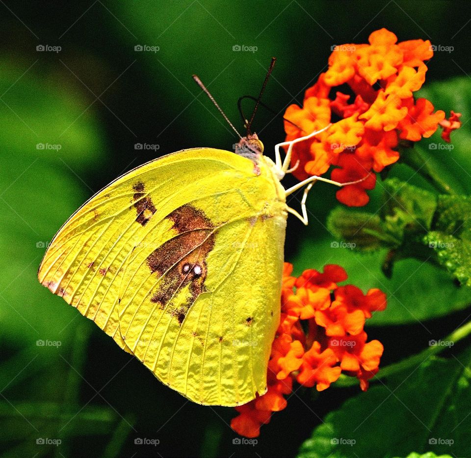 Butterfly and Flower
