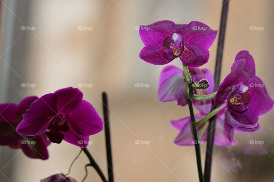 flowers in macro