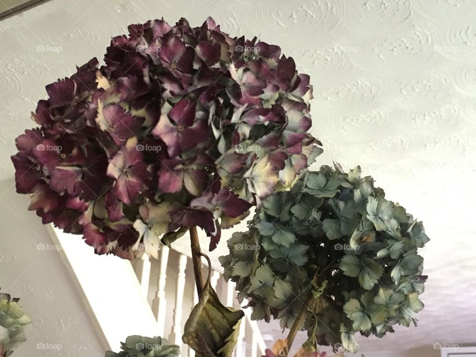 Multi coloured hydrangea flowerheads in shades of pink, purple and blue in a vase
