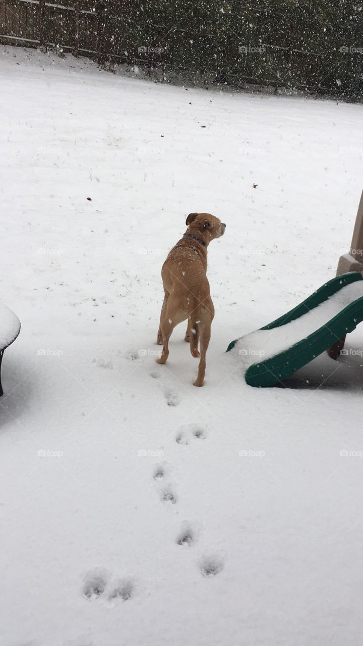 the first time this dog experiences snow. Not sure how to react