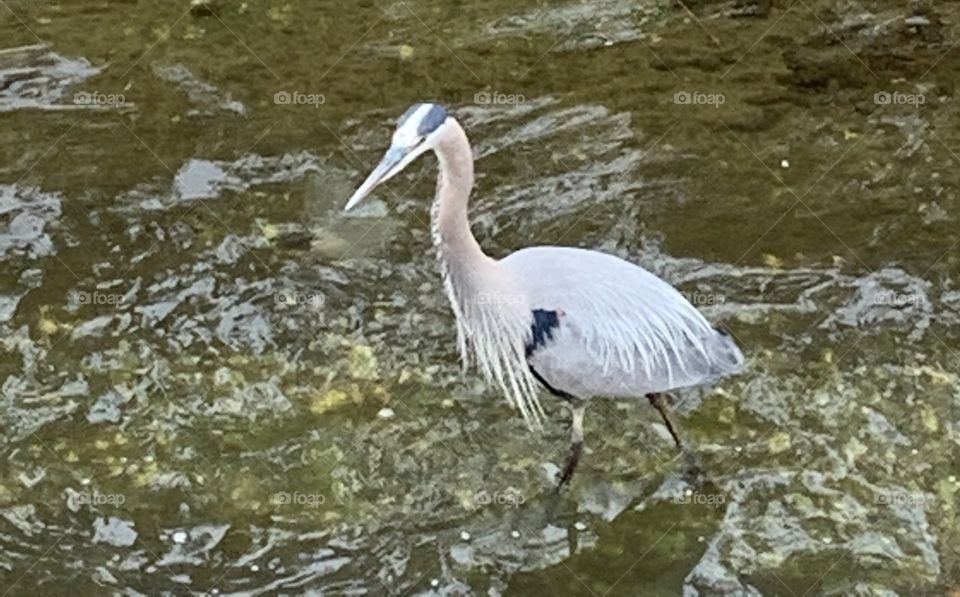 Wading heron