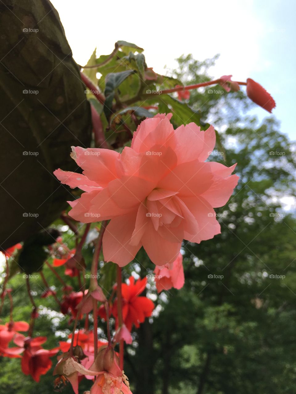 Pink hanging flower 