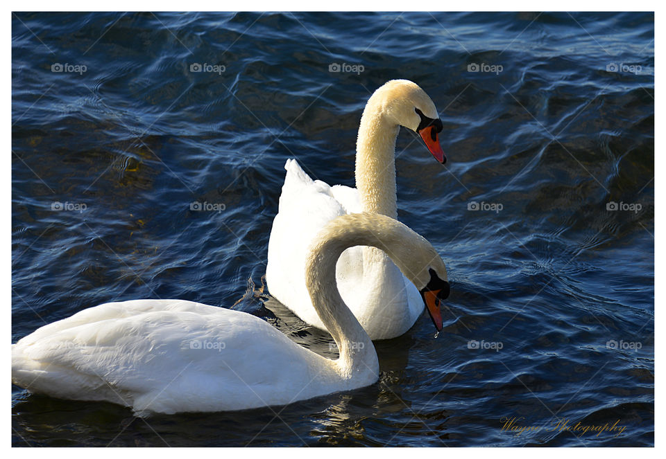 swan