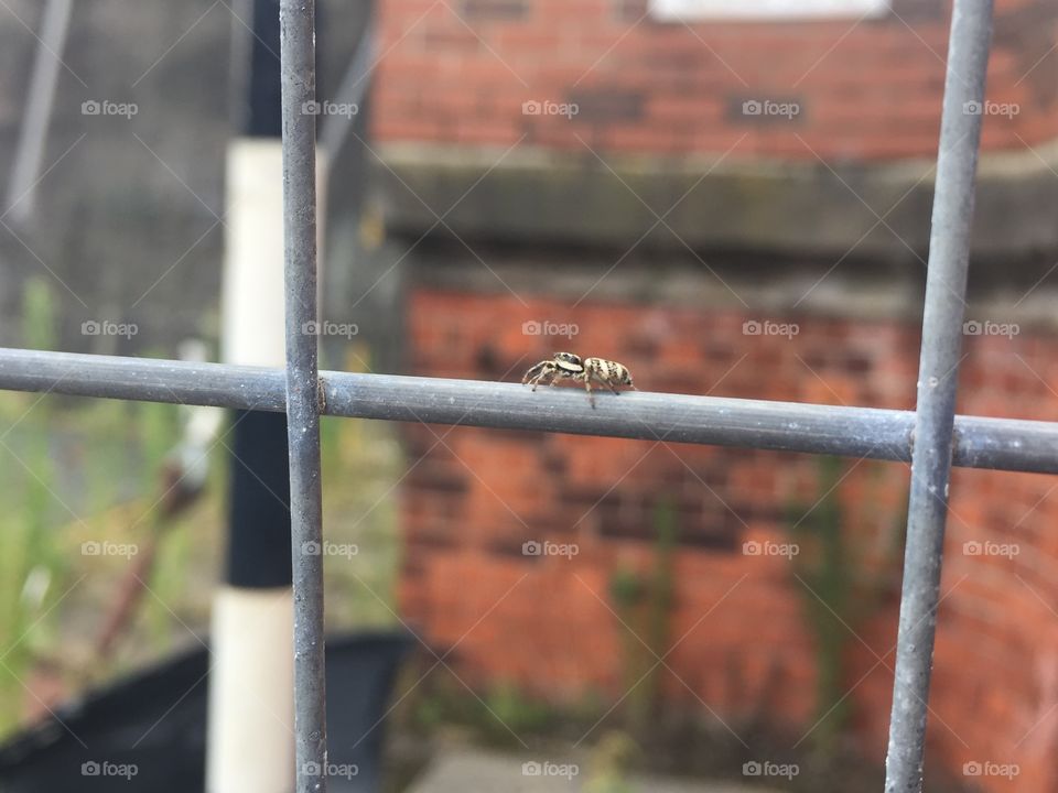 Eight legged art critic 