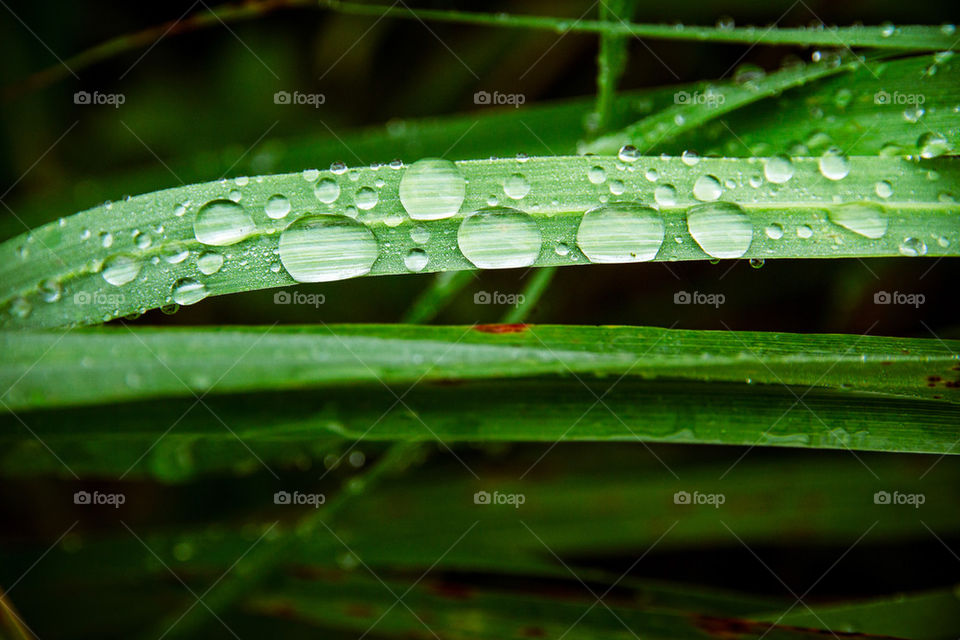 dew drop 