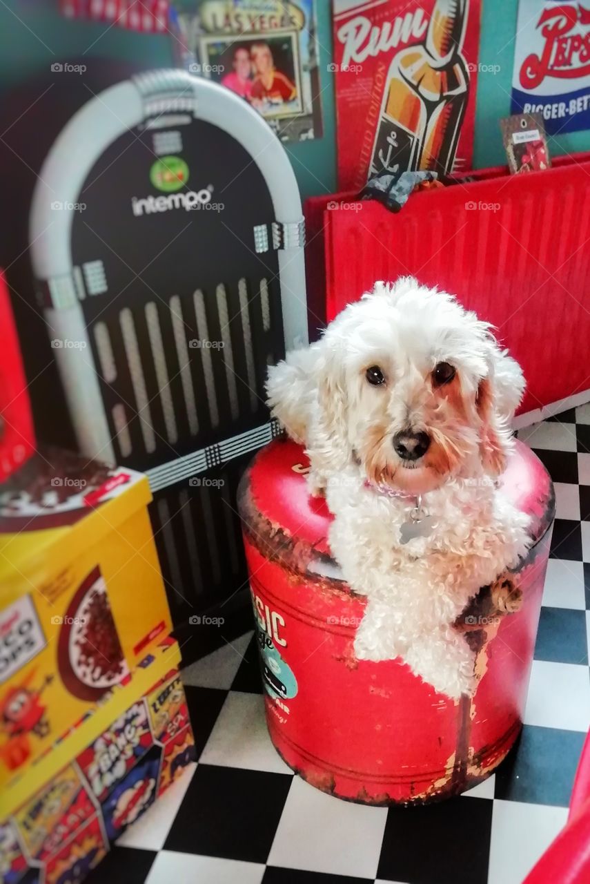 Cockapoo dog. Cute dog lying down inside relaxing